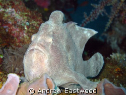 Frogfish on one of the smaller wrecks in Puerto Gallera. ... by Andrew Eastwood 